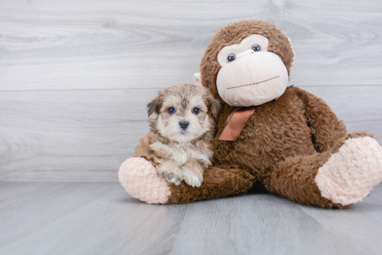 Playful Yorkie Designer Puppy