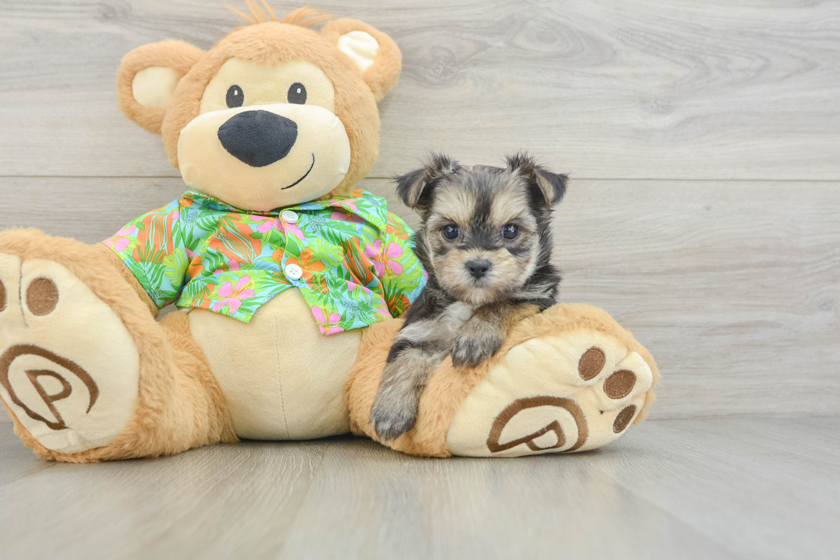 Hypoallergenic Maltiyork Designer Puppy