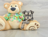 7 week old Morkie Puppy For Sale - Premier Pups