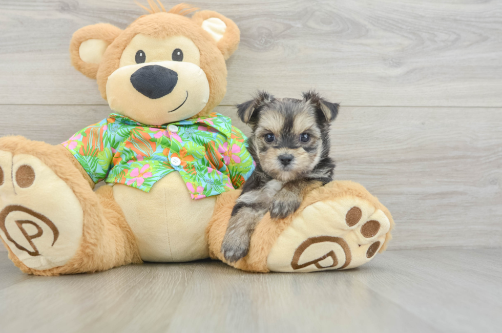 6 week old Morkie Puppy For Sale - Premier Pups