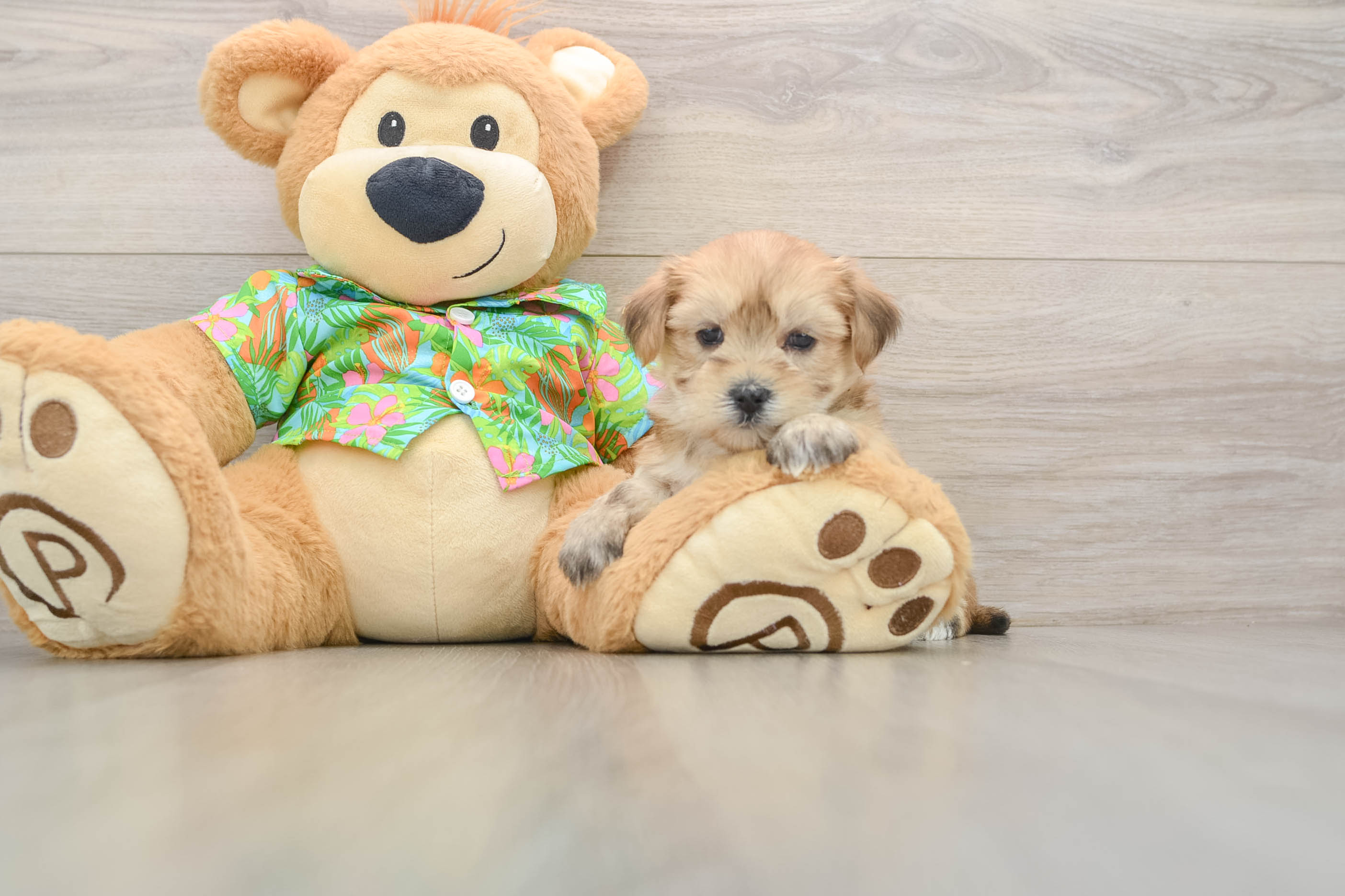 Adorable Yorktese Designer Puppy