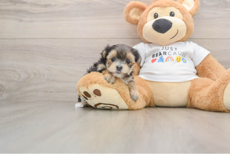 Morkie Pup Being Cute