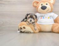 5 week old Morkie Puppy For Sale - Premier Pups