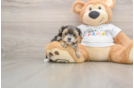 Morkie Pup Being Cute