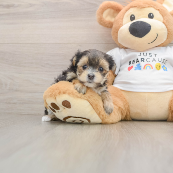 Morkie Pup Being Cute