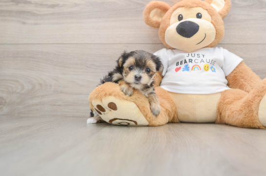 Morkie Pup Being Cute