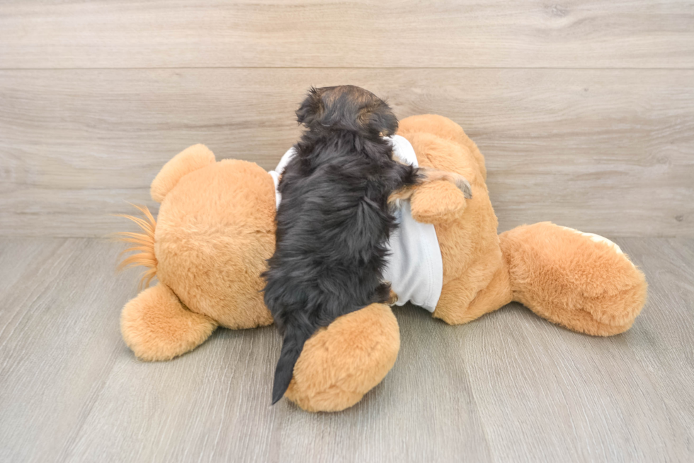 Friendly Morkie Baby