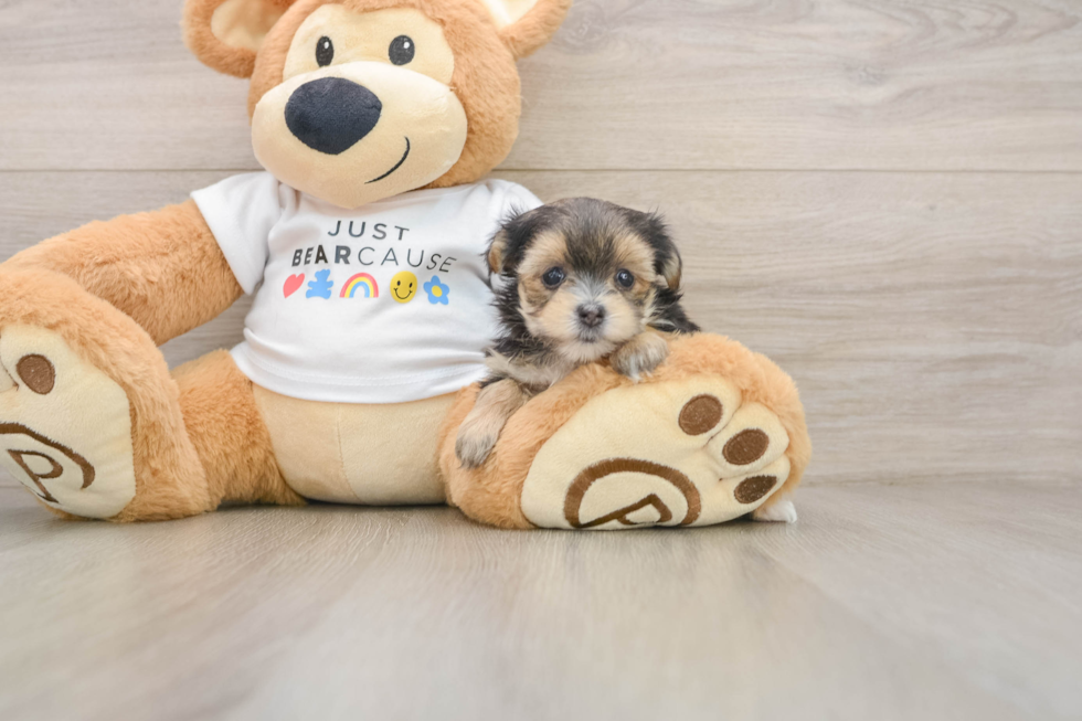 Morkie Puppy for Adoption
