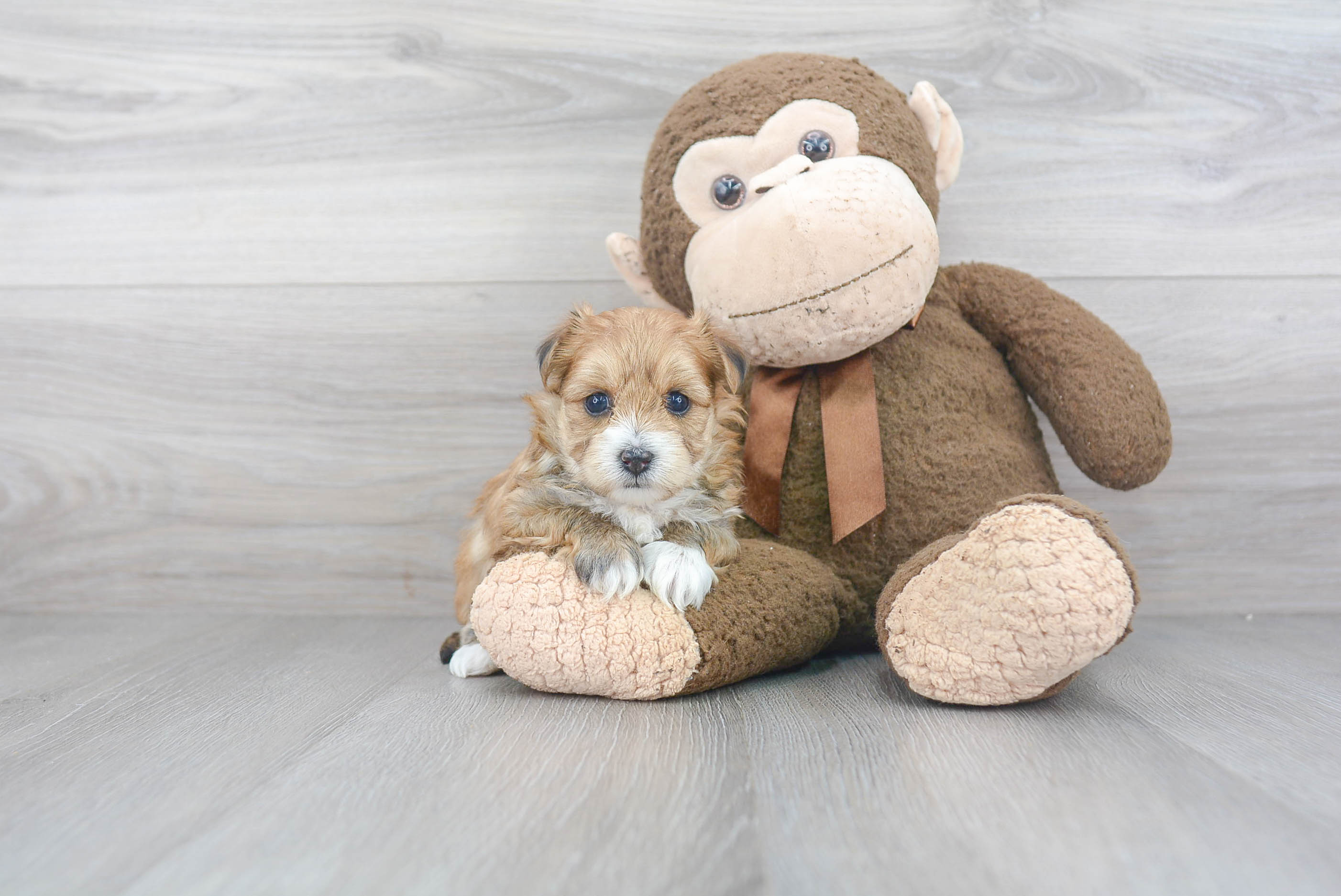 Best Morkie Baby