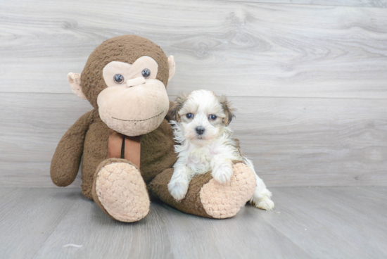 Adorable Yorkie Designer Puppy