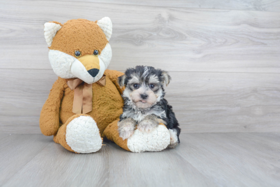 Adorable Yorkie Designer Puppy