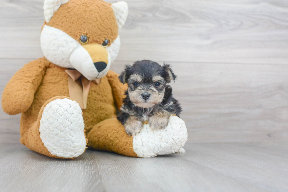 Playful Yorkie Designer Puppy