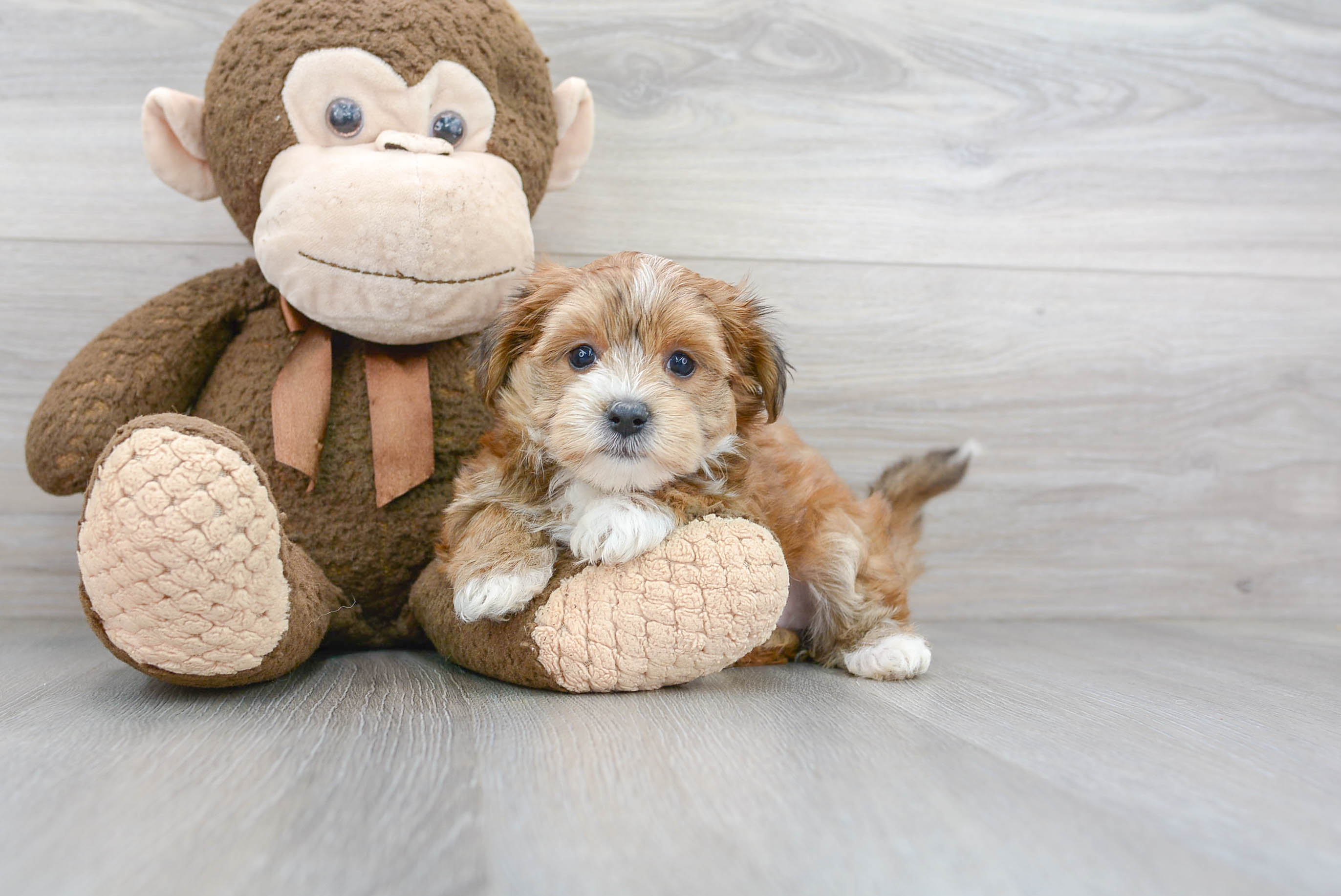 Morkie Puppy for Adoption