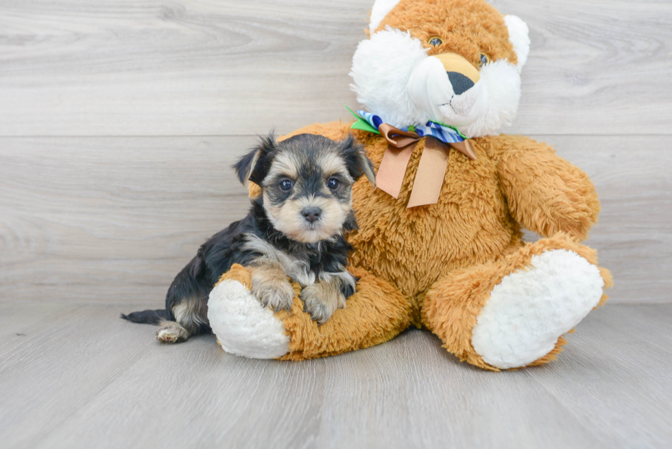 Happy Morkie Baby