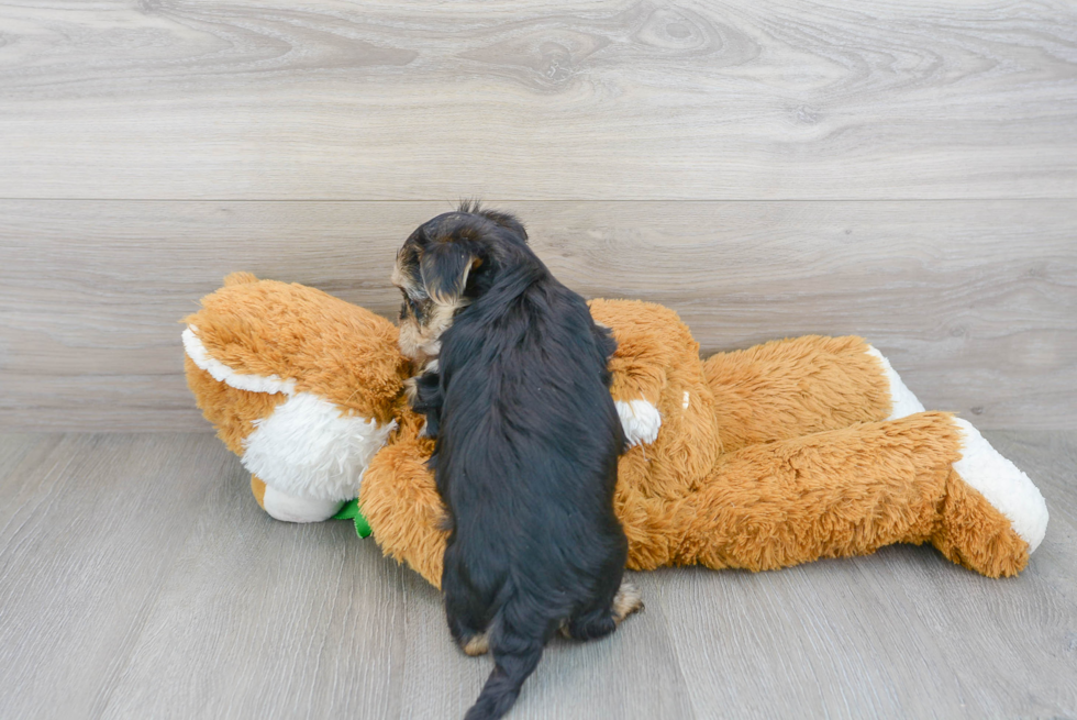 Friendly Morkie Baby