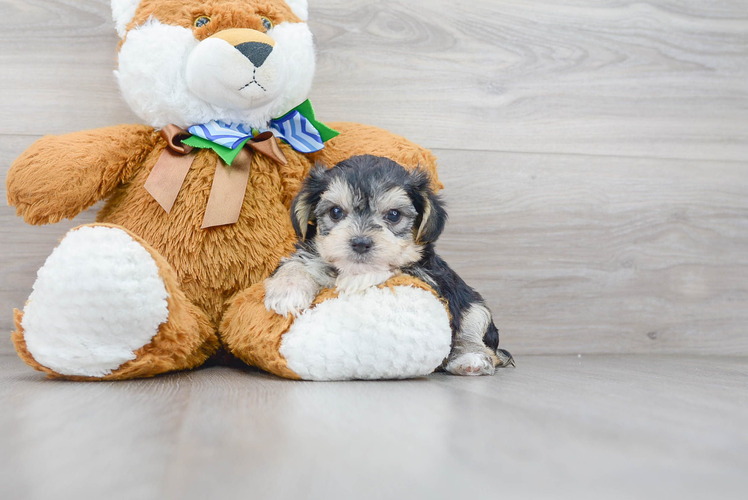 Smart Morkie Designer Pup