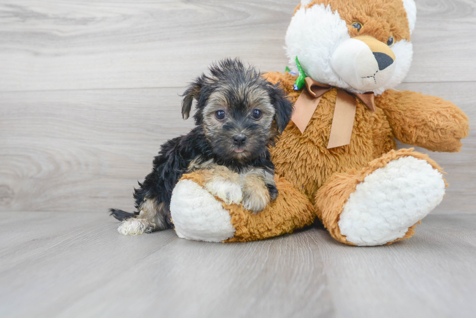 Morkie Puppy for Adoption