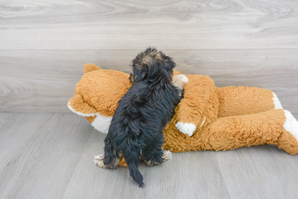 Morkie Pup Being Cute