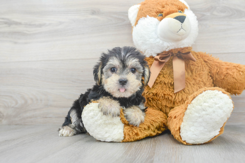 Playful Yorkie Designer Puppy