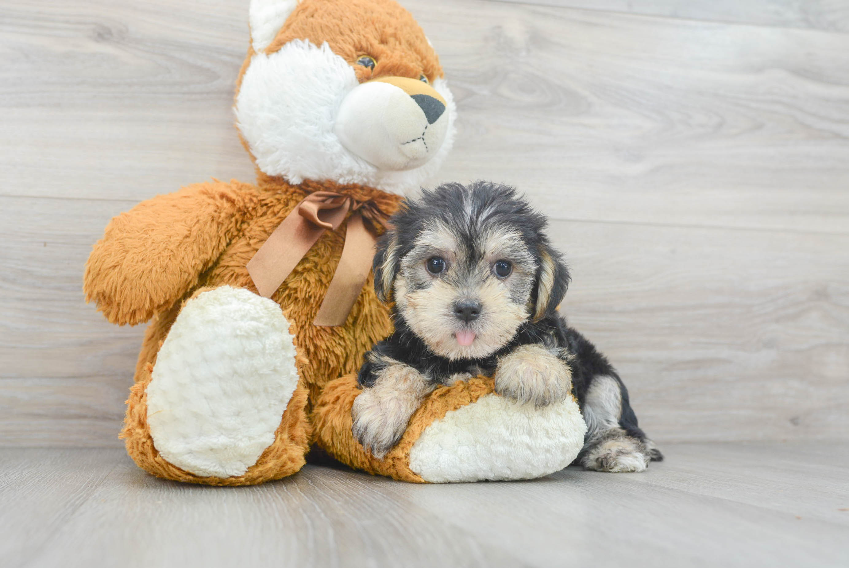 Small Morkie Baby