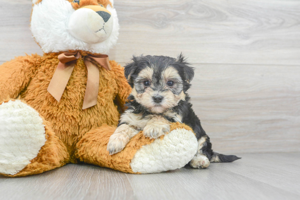 Popular Morkie Designer Pup