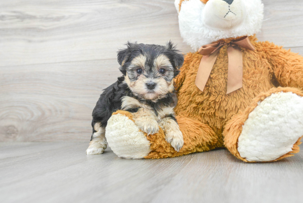 Cute Morkie Baby