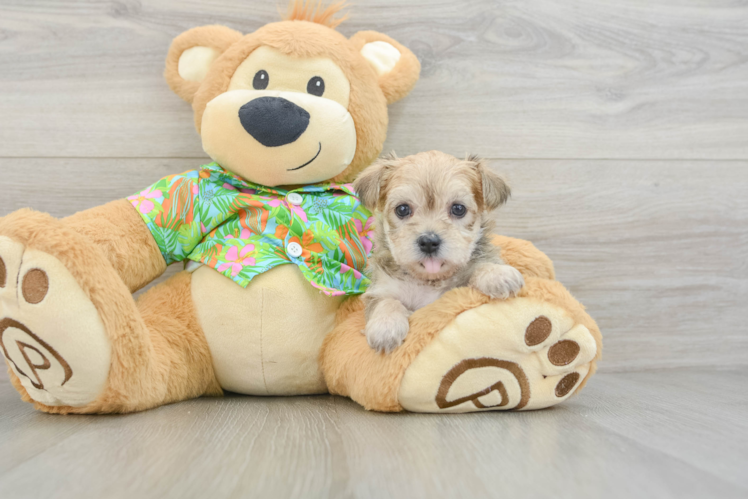 Fluffy Morkie Designer Pup