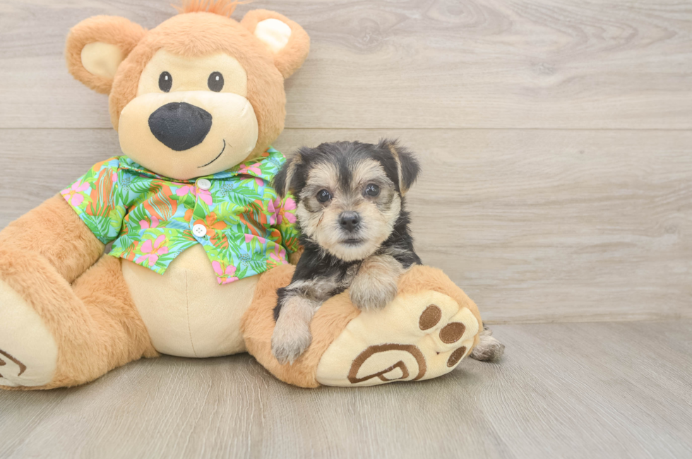 5 week old Morkie Puppy For Sale - Premier Pups