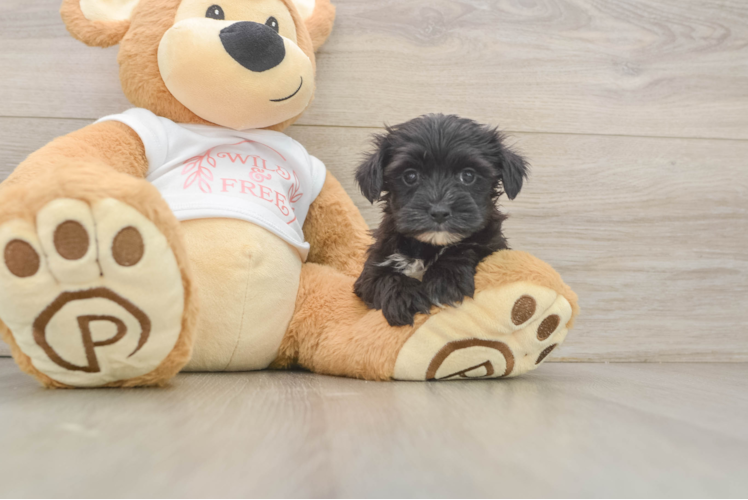 Cute Morkie Baby