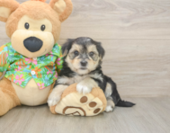 8 week old Morkie Puppy For Sale - Premier Pups