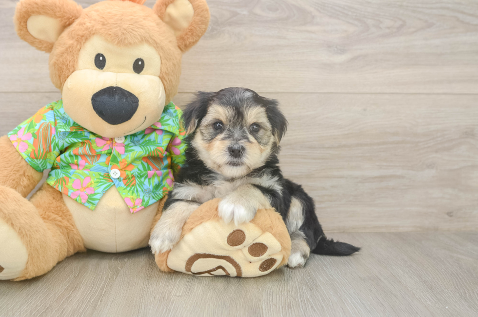 5 week old Morkie Puppy For Sale - Premier Pups