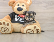 6 week old Morkie Puppy For Sale - Premier Pups