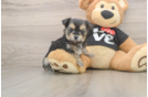 Small Morkie Baby