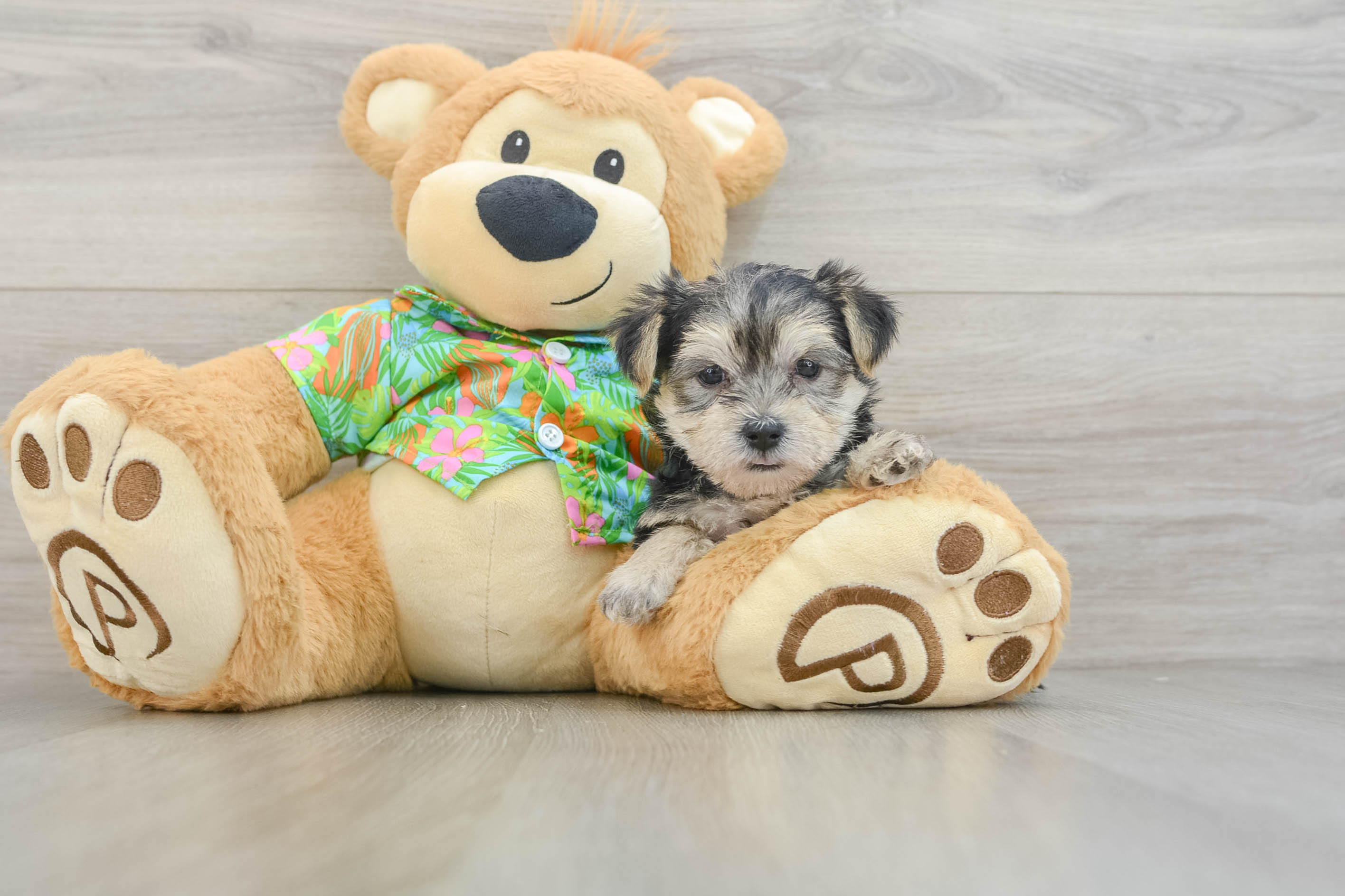Energetic Yorktese Designer Puppy