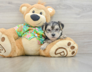 9 week old Morkie Puppy For Sale - Premier Pups