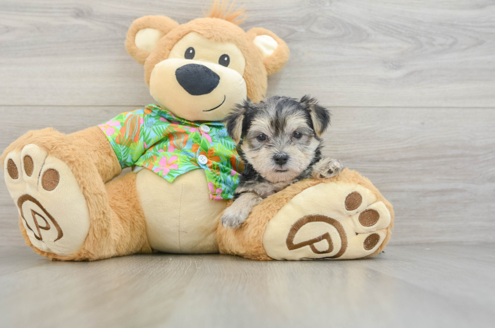 9 week old Morkie Puppy For Sale - Premier Pups