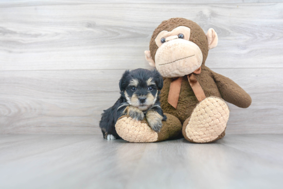 Morkie Pup Being Cute