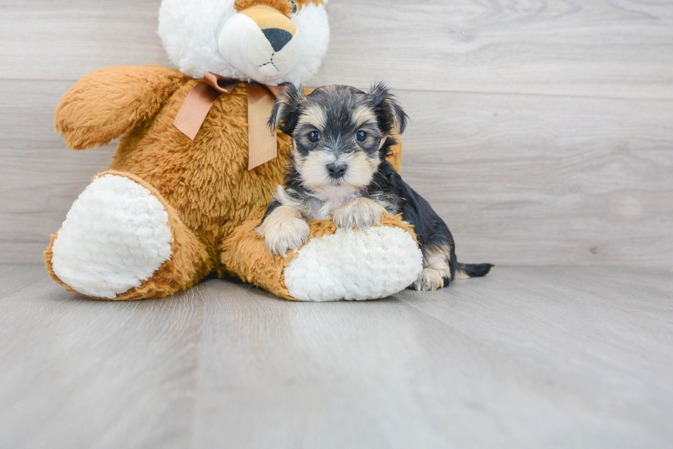 Morkie Pup Being Cute