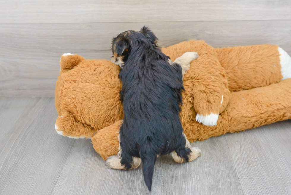 Playful Yorkie Designer Puppy