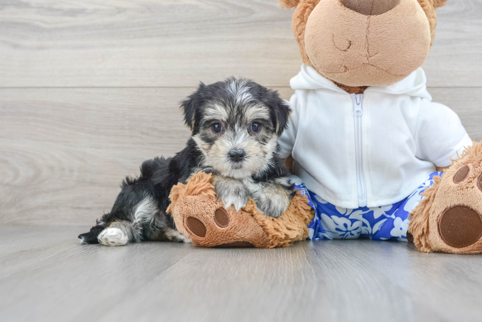 Best Morkie Baby