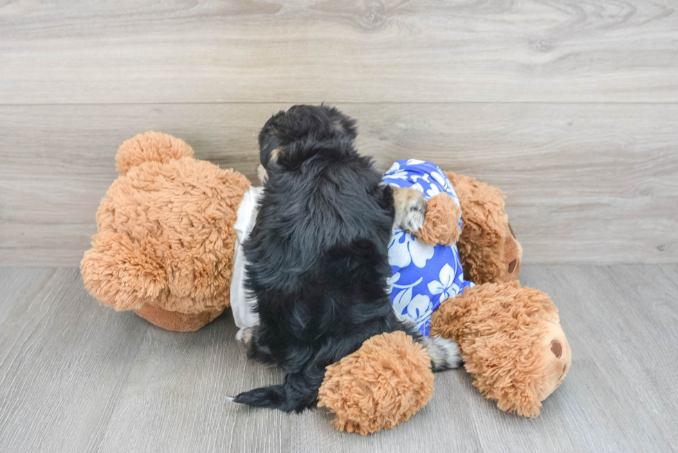 Morkie Puppy for Adoption
