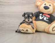 6 week old Morkie Puppy For Sale - Premier Pups