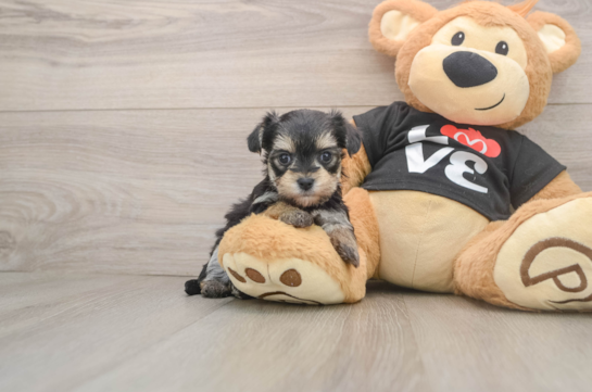 Morkie Pup Being Cute