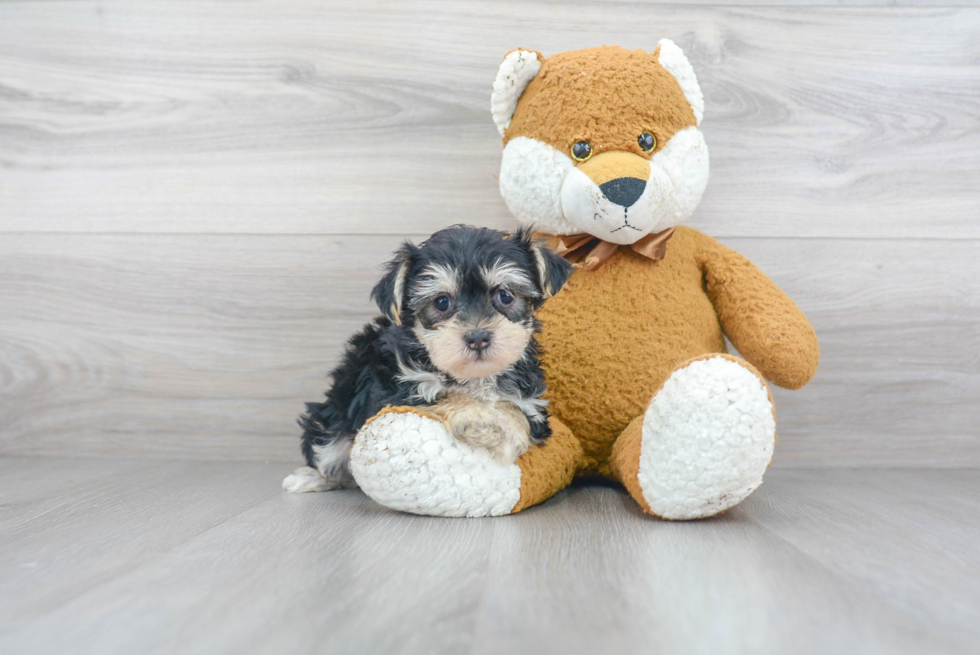 Playful Yorkie Designer Puppy