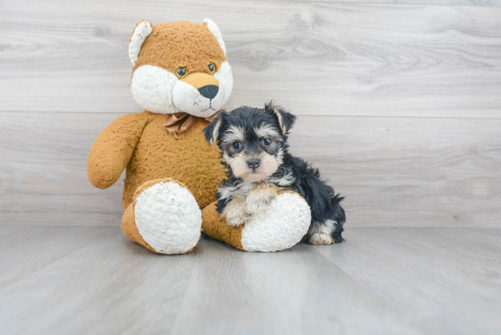 Morkie Puppy for Adoption