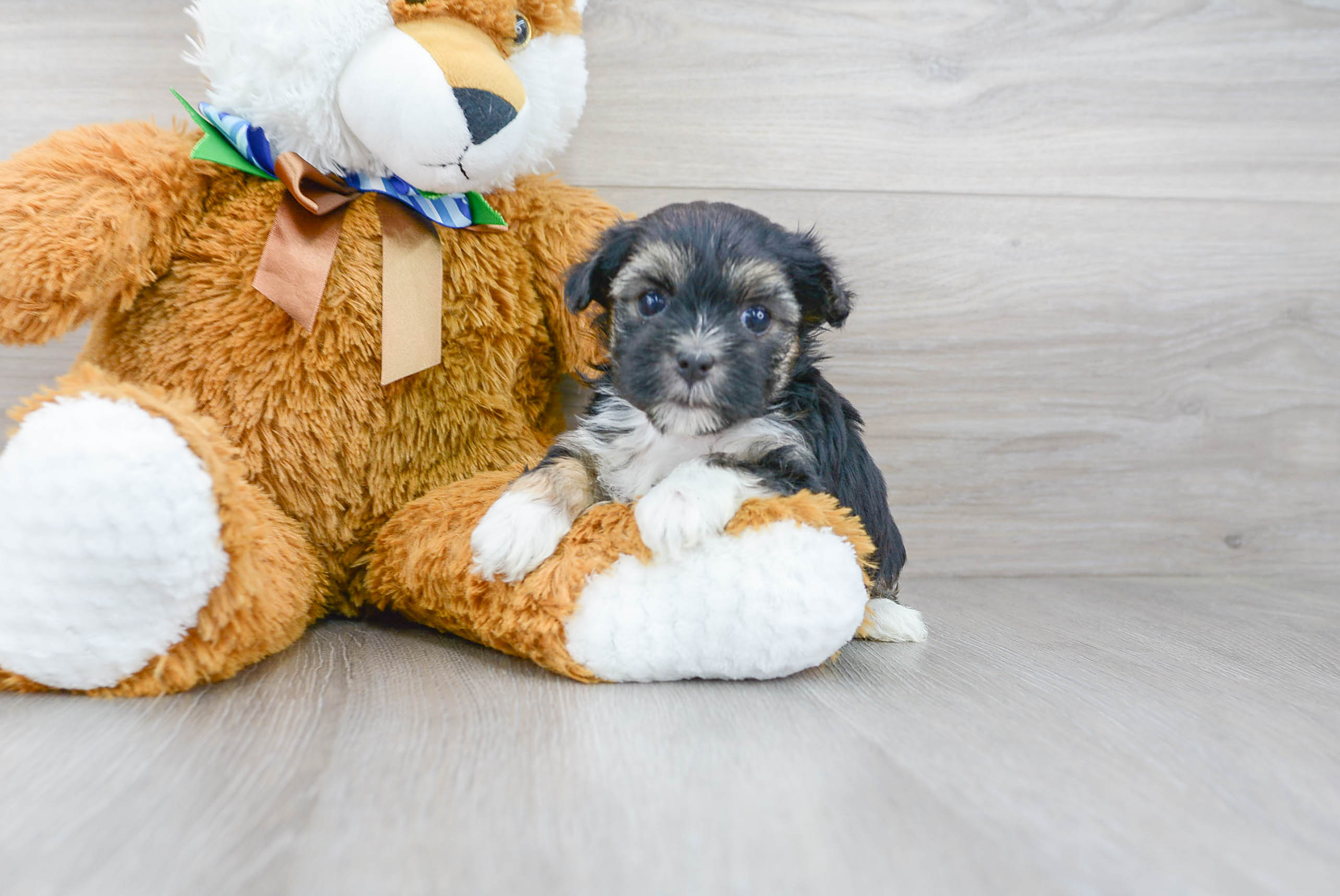 Best Morkie Baby