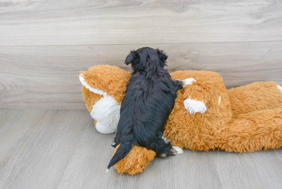 Playful Yorkie Designer Puppy