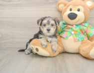 8 week old Morkie Puppy For Sale - Premier Pups