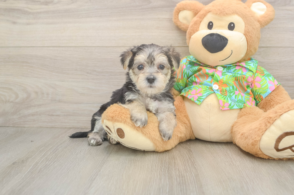 5 week old Morkie Puppy For Sale - Premier Pups
