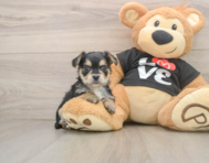 6 week old Morkie Puppy For Sale - Premier Pups